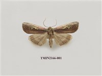 藏品(亂斑波紋蛾)的圖片